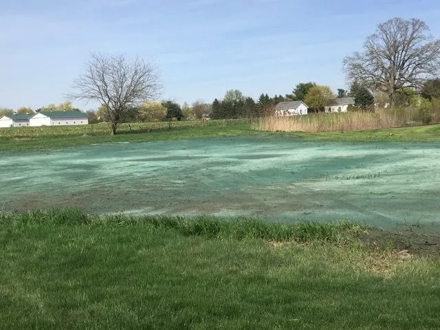 Hydroseeded slope establishing new grass coverage after grading